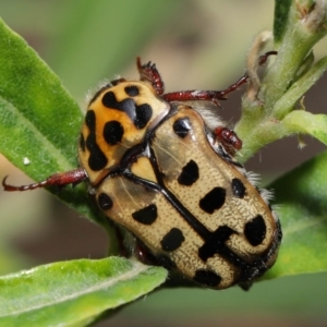 Neorrhina punctata at Acton, ACT - 17 Dec 2019