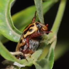 Neorrhina punctatum at Acton, ACT - 17 Dec 2019 12:29 PM