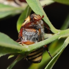 Neorrhina punctatum at Acton, ACT - 17 Dec 2019 12:29 PM