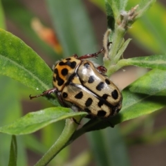 Neorrhina punctatum at Acton, ACT - 17 Dec 2019 12:29 PM