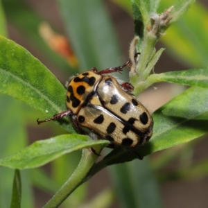 Neorrhina punctatum at Acton, ACT - 17 Dec 2019 12:29 PM