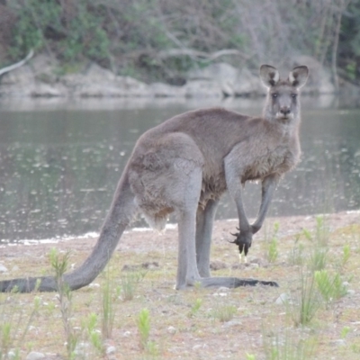 Macropus giganteus (Eastern Grey Kangaroo) at Gigerline Nature Reserve - 11 Nov 2019 by MichaelBedingfield