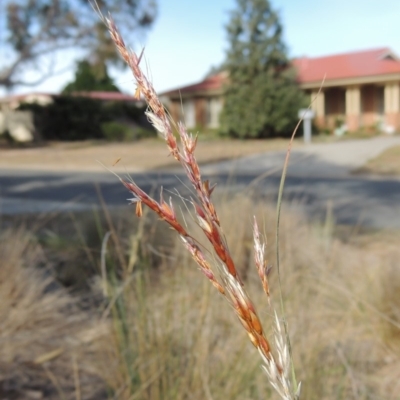 Sorghum leiocladum (Wild Sorghum) at Conder, ACT - 5 Dec 2019 by michaelb