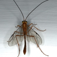 Enicospilus sp. (genus) (An ichneumon wasp) at Ainslie, ACT - 17 Dec 2019 by jb2602