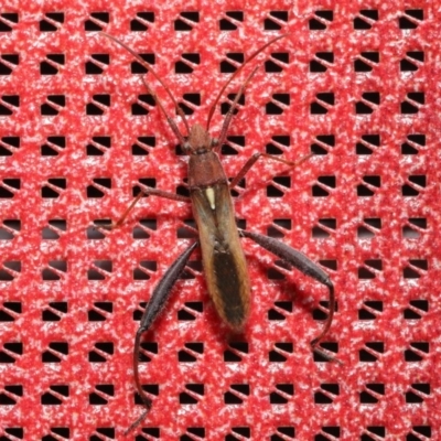 Melanacanthus scutellaris (Small brown bean bug) at Acton, ACT - 17 Dec 2019 by TimL