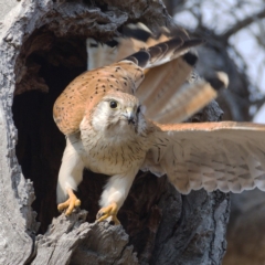 Falco cenchroides (Nankeen Kestrel) at Symonston, ACT - 18 Dec 2019 by Marthijn