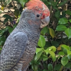 Callocephalon fimbriatum (Gang-gang Cockatoo) at Reid, ACT - 18 Dec 2019 by RobParnell