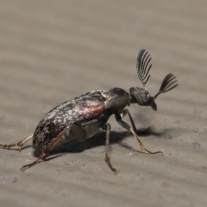 Ptilophorus sp. (genus) at Hackett, ACT - 17 Dec 2019 11:39 AM