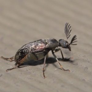 Ptilophorus sp. (genus) at Hackett, ACT - 17 Dec 2019 11:39 AM