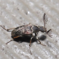 Ptilophorus sp. (genus) at Hackett, ACT - 17 Dec 2019 11:39 AM