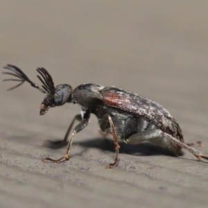 Ptilophorus sp. (genus) at Hackett, ACT - 17 Dec 2019 11:39 AM