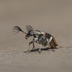 Ptilophorus sp. (genus) at Hackett, ACT - 17 Dec 2019 11:39 AM