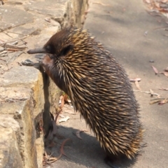 Tachyglossus aculeatus (Short-beaked Echidna) at ANBG - 17 Dec 2019 by TimL