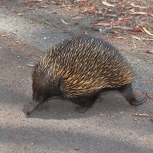 Tachyglossus aculeatus at Acton, ACT - 17 Dec 2019 12:01 PM