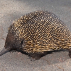 Tachyglossus aculeatus at Acton, ACT - 17 Dec 2019 12:01 PM