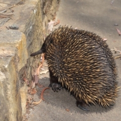 Tachyglossus aculeatus at Acton, ACT - 17 Dec 2019 12:01 PM