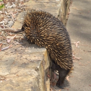 Tachyglossus aculeatus at Acton, ACT - 17 Dec 2019 12:01 PM