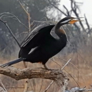 Anhinga novaehollandiae at Fyshwick, ACT - 17 Dec 2019