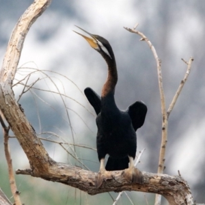 Anhinga novaehollandiae at Fyshwick, ACT - 17 Dec 2019