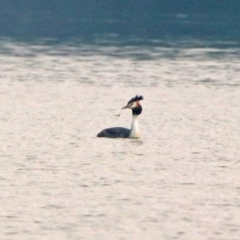Podiceps cristatus (Great Crested Grebe) at Fyshwick, ACT - 17 Dec 2019 by RodDeb