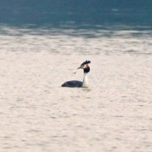 Podiceps cristatus at Fyshwick, ACT - 17 Dec 2019 07:12 PM