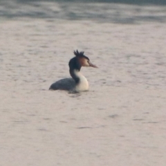 Podiceps cristatus at Fyshwick, ACT - 17 Dec 2019 07:12 PM
