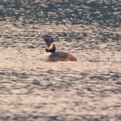 Podiceps cristatus at Fyshwick, ACT - 17 Dec 2019 07:12 PM