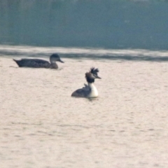 Podiceps cristatus at Fyshwick, ACT - 17 Dec 2019 07:12 PM