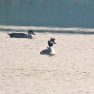 Podiceps cristatus at Fyshwick, ACT - 17 Dec 2019 07:12 PM