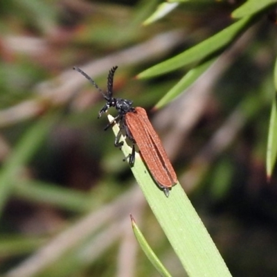 Porrostoma sp. (genus) (Lycid, Net-winged beetle) at Jerrabomberra Wetlands - 17 Dec 2019 by RodDeb