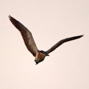 Nycticorax caledonicus at Fyshwick, ACT - 17 Dec 2019 07:38 PM