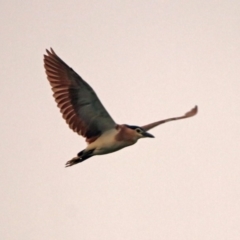 Nycticorax caledonicus at Fyshwick, ACT - 17 Dec 2019 07:38 PM