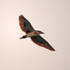 Nycticorax caledonicus at Fyshwick, ACT - 17 Dec 2019 07:38 PM