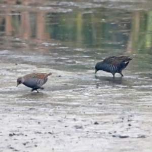 Porzana fluminea at Fyshwick, ACT - 17 Dec 2019