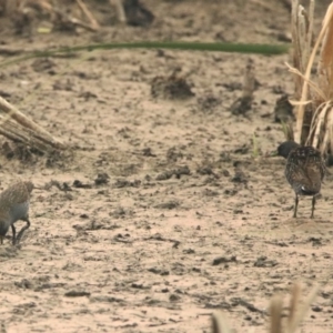 Porzana fluminea at Fyshwick, ACT - 17 Dec 2019