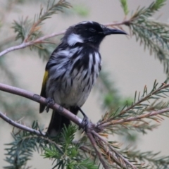 Phylidonyris niger X novaehollandiae (Hybrid) (White-cheeked X New Holland Honeyeater (Hybrid)) at Fyshwick, ACT - 17 Dec 2019 by RodDeb