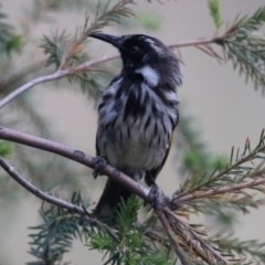 Phylidonyris niger X novaehollandiae (Hybrid) at Fyshwick, ACT - 17 Dec 2019