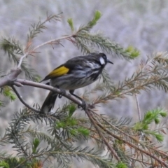 Phylidonyris niger X novaehollandiae (Hybrid) at Fyshwick, ACT - 17 Dec 2019