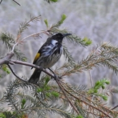 Phylidonyris niger X novaehollandiae (Hybrid) at Fyshwick, ACT - 17 Dec 2019