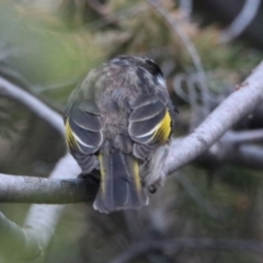 Phylidonyris niger X novaehollandiae (Hybrid) at Fyshwick, ACT - 17 Dec 2019