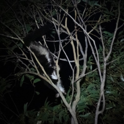 Petauroides volans (Greater Glider) at Penrose - 18 Dec 2019 by Aussiegall