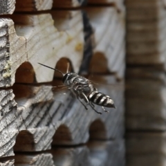 Crabroninae (subfamily) (Unidentified solitary wasp) at Acton, ACT - 18 Dec 2019 by HelenCross