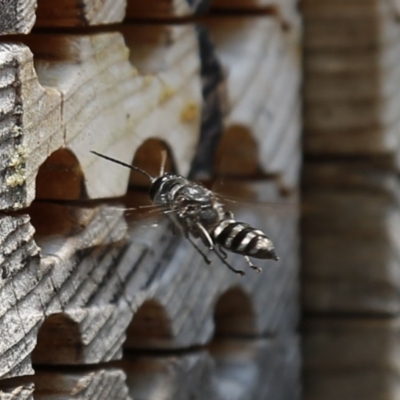 Crabroninae (subfamily) (Unidentified solitary wasp) at Acton, ACT - 18 Dec 2019 by HelenCross