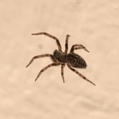Badumna sp. (genus) (Lattice-web spider) at Aranda, ACT - 19 Dec 2019 by Jubeyjubes