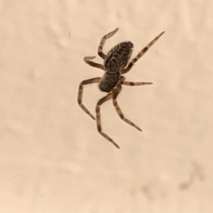 Badumna (genus) at Aranda, ACT - 19 Dec 2019 02:24 PM