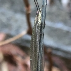 Myrmeleontidae (family) (Unidentified Antlion Lacewing) at Aranda, ACT - 17 Dec 2019 by Jubeyjubes