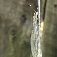 Myrmeleontidae (family) at Aranda, ACT - 18 Dec 2019