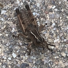 Phaulacridium vittatum at Aranda, ACT - 18 Dec 2019 08:35 AM