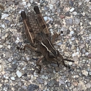 Phaulacridium vittatum at Aranda, ACT - 18 Dec 2019 08:35 AM