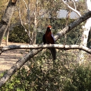 Platycercus elegans at Aranda, ACT - 18 Dec 2019